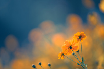 生物科学师范类学什么