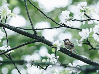 丰田最成功的四款车